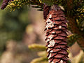 Picea orientalis Skylands IMG_5080 (VALENTA) Świerk kaukaski